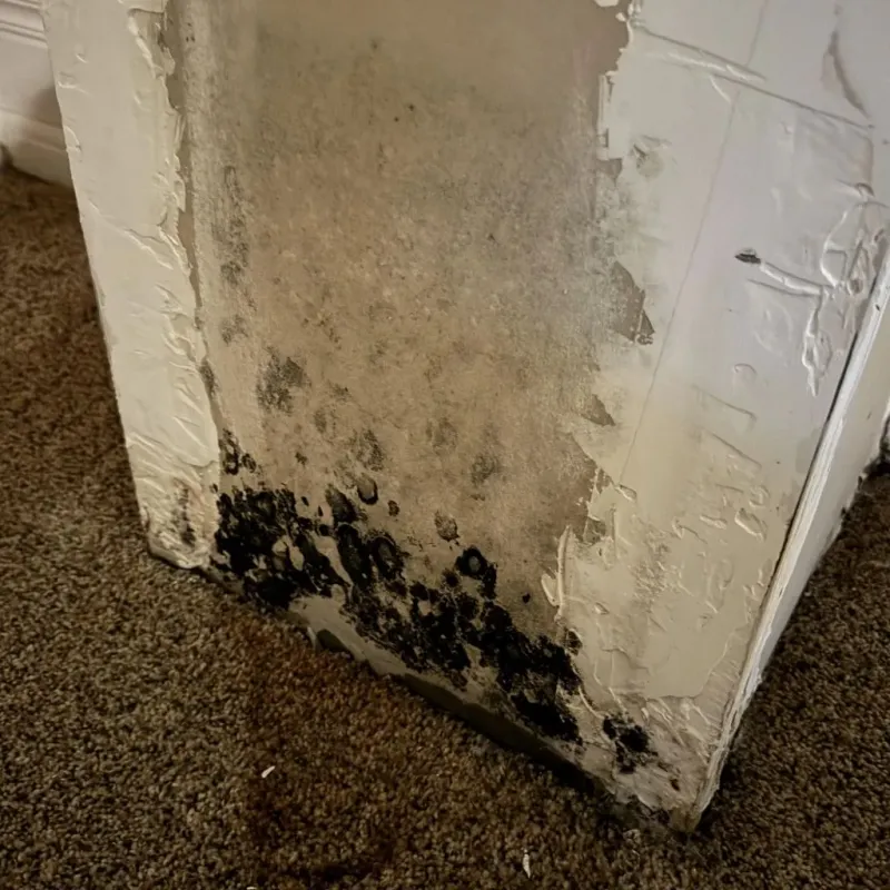 Professional Mold Removal in Wilbarger County, TX